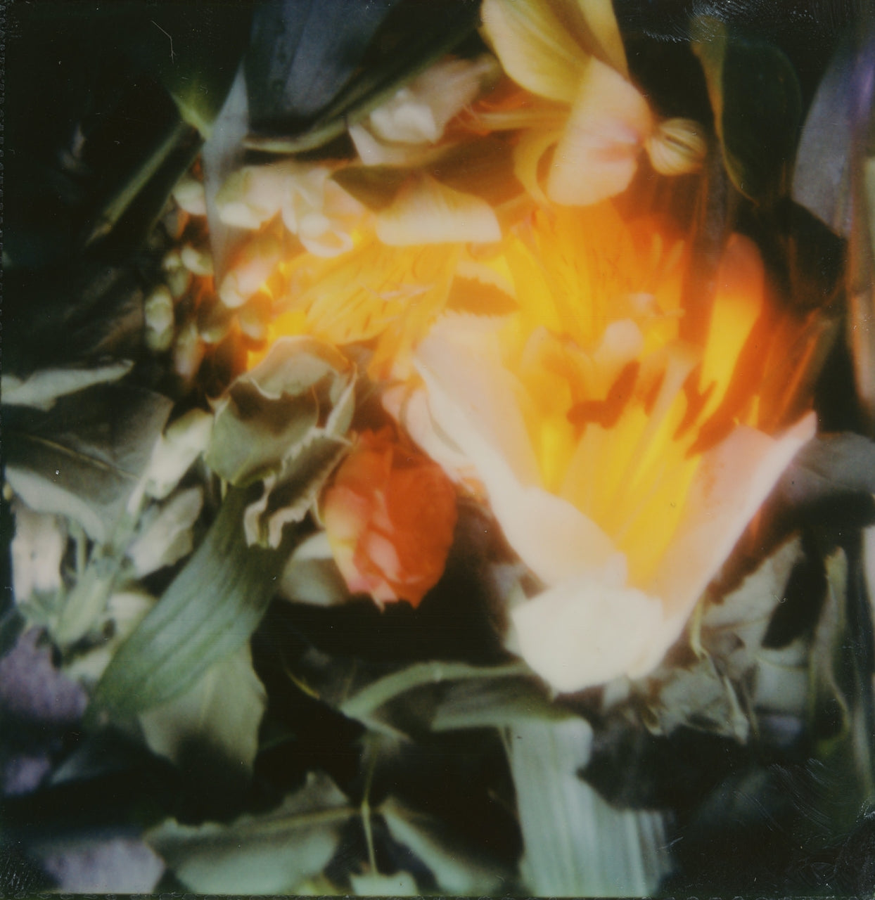 Plant Senses
