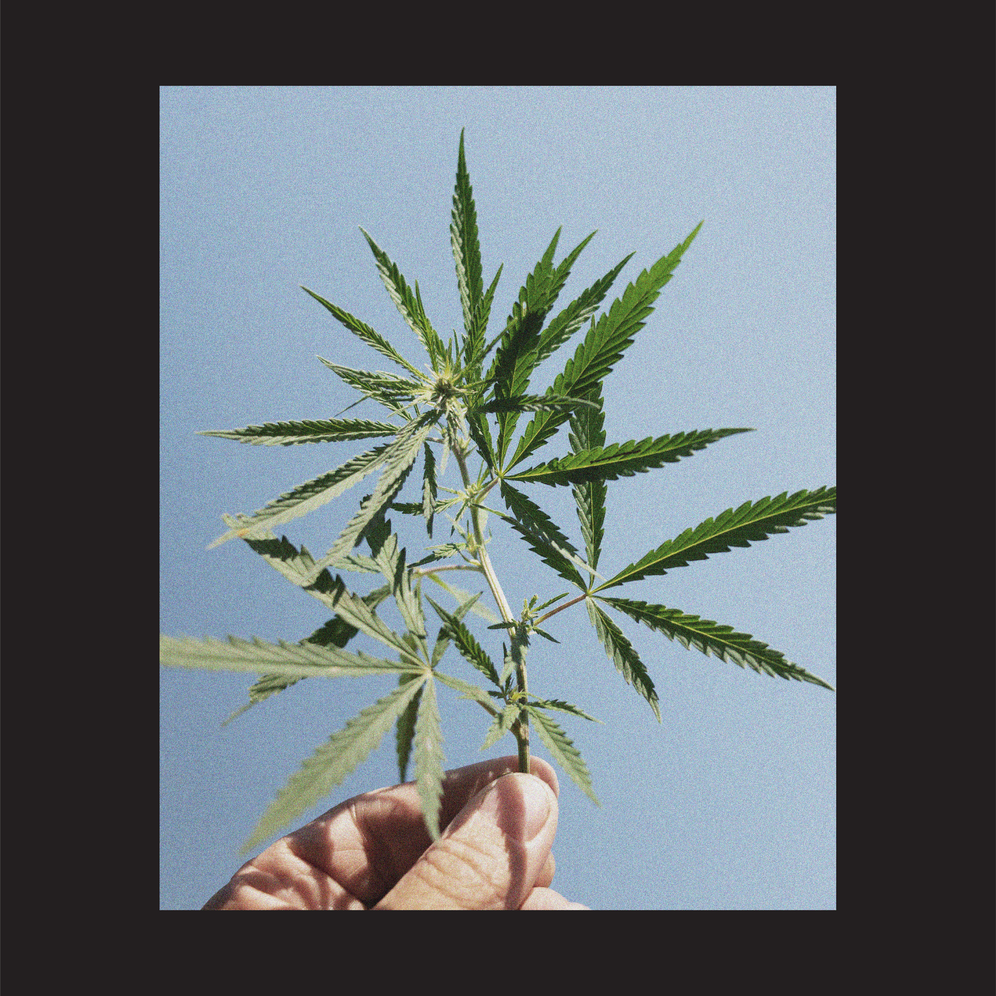 Hemp
