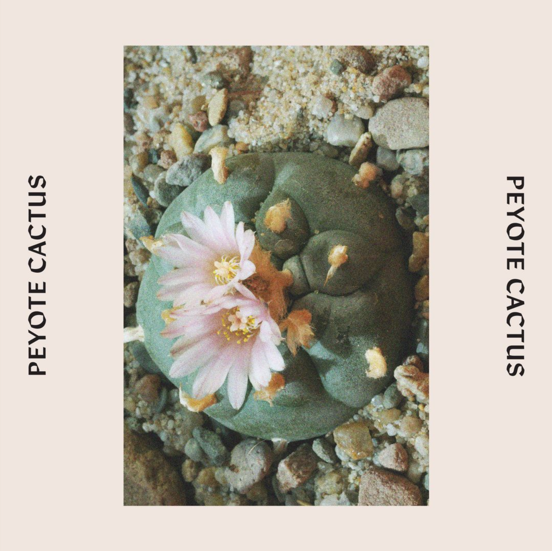 Peyote