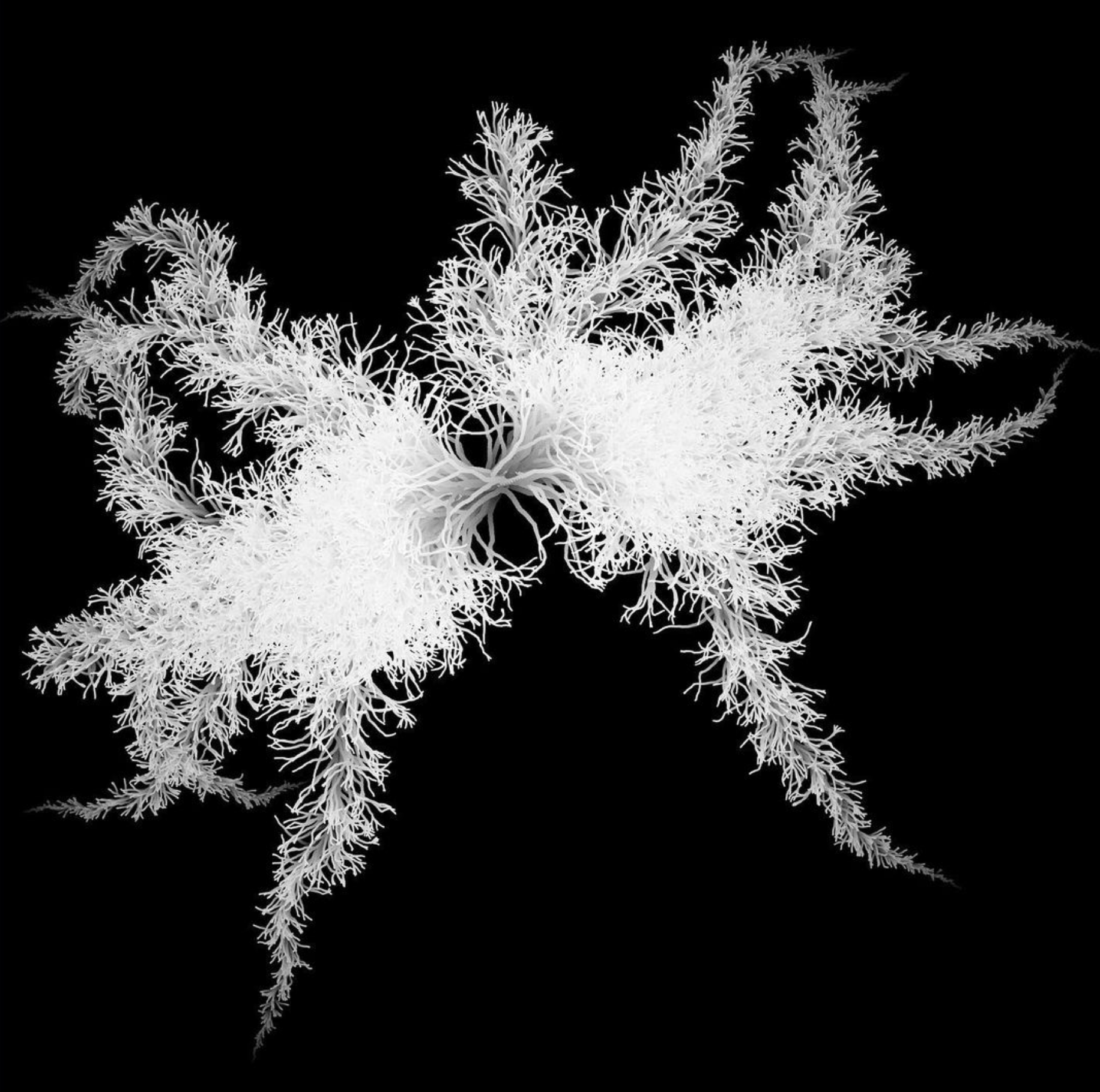 Mycelium
